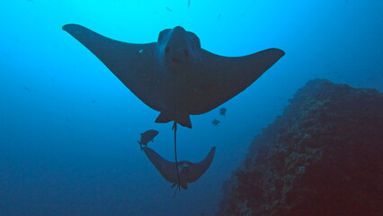 Spotted eagle rays Aetobatus ocellatus swimming toward camera above coral reef © Andrea