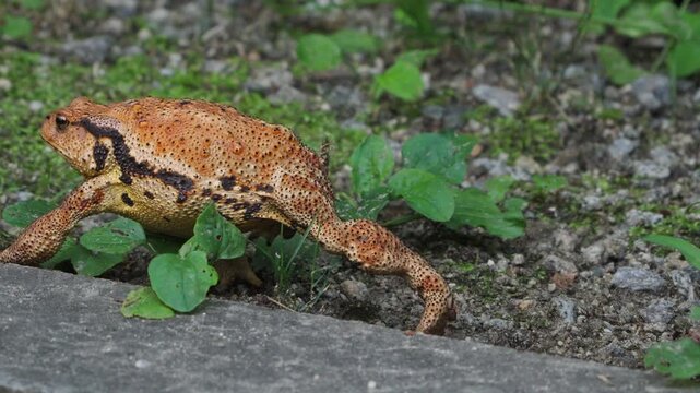 Asiatic Toad Crawling on Ground Side View Slow Motion