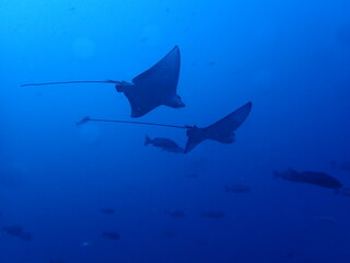 Pair of spotted eagle rays Aetobatus ocellatus swimming in open blue ocean © Andrea