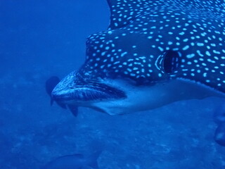 Silhouette of spotted eagle ray Aetobatus ocellatus gliding through blue water © Andrea