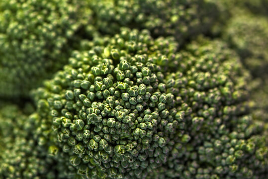 macro photo broccoli close-up