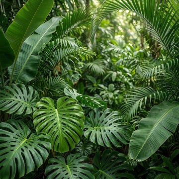 Lush tropical jungle with vibrant green foliage and dense plant life