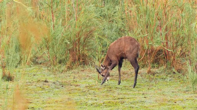 Sitatunga, Tragelaphus spekii, buck eats reed, female passes by 172
