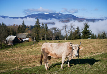 Fototapeta premium Alpine meadow with cow farm animal, grass, trees and foggy mountains on background