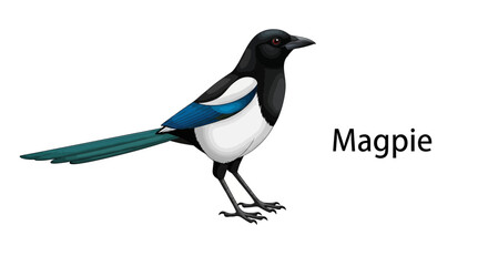 Fototapeta premium Detailed Vector Illustration of an Eurasian Magpie Featuring Distinctive Black and White Plumage with Iridescent Blue Wing Details