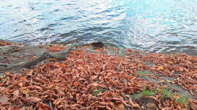 Muskrat (Ondatra) walks along shoreline with steep cliff covered with fallen autumn leaves, second Muskrat swims on surface of water towards river bank. natural river scene with muskrats in fall time