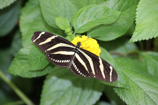 Schmetterling, Zebrafalter, heliconius charithonia, 
