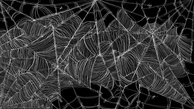 Large white spider web grows across a black background. Detailed spider web transition animation in 4K. Halloween stock clip for scene transition.