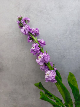 Purple matthiola blossom stem on a gray background
