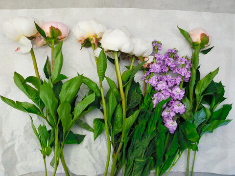 Peonies and matthiola flowers on white paper