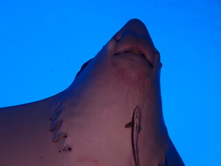 Underside of spotted eagle ray Aetobatus ocellatus with remora attached © Andrea