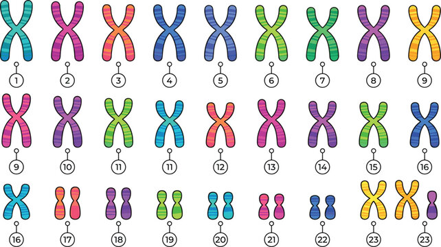 Human Karyotype Colorful Diagram Displaying Male and Female Chromosome Pairs for Genetics Education and Medical Science Infographic Vector Layout