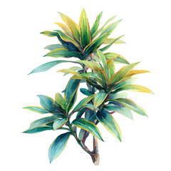 Fototapeta premium Song Of India Dracaena, watercolor vector, isolated on a white background.
