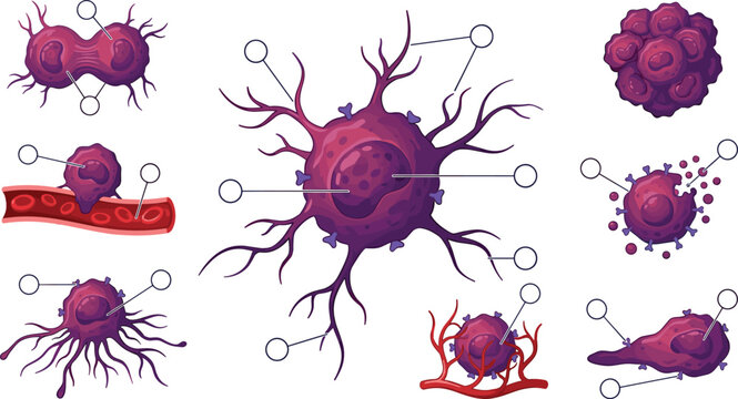 Cancer Cell Development Diagram Showing Mitosis Tumor Growth Angiogenesis Metastasis and Apoptosis Medical Infographic Vector Elements