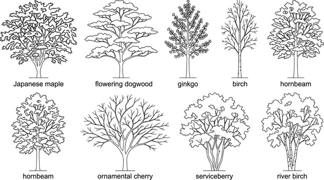 Ornamental Tree Outline Vector Collection Featuring Deciduous Landscape Trees for Architectural and Garden Design Projects