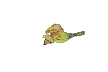 Fototapeta premium Wilted yellow flower on transparent background for design