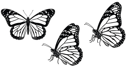 Three butterflies black and white silhouette illustration on a white background © JBO_STUDIO