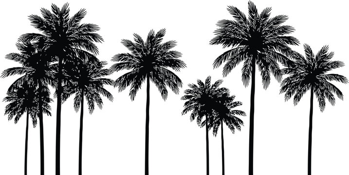 Black and white palm trees silhouettes against sky background tropical