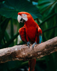 scarlet macaw parrot © Good Shots 