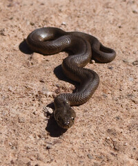 Fototapeta premium A high-angle, close-up view of a small wild snake crawling on sandy, rocky soil under bright daylight, focusing on its head and scales.