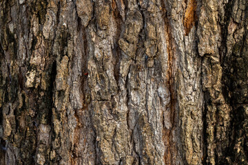 Obraz premium Detailed Texture of Old Tree Bark,Macro,A close-up, high-resolution full-frame photograph capturing the rugged and intricate texture of old, weathered tree bark, showcasing natural patterns and.