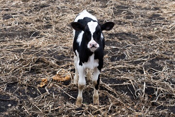 Young Holstein calf standing on a farmyard. Healthy dairy livestock on a cattle farm. Concept of agriculture, animal husbandry, dairy production and sustainable farming. © diy13
