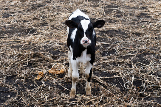 Young Holstein calf standing on a farmyard. Healthy dairy livestock on a cattle farm. Concept of agriculture, animal husbandry, dairy production and sustainable farming.