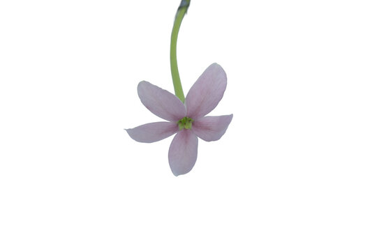 Single delicate purple cleome flower on transparent png background, in full bloom