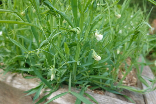 Grass pea plants growing with delicate white flowers, showing new life and organic agriculture