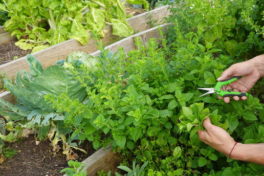 Hands harvesting fresh lemon balm from a home garden, picking aromatic herbs with pruning shears