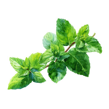 watercolor vector of Spearmint, isolated on a white background.