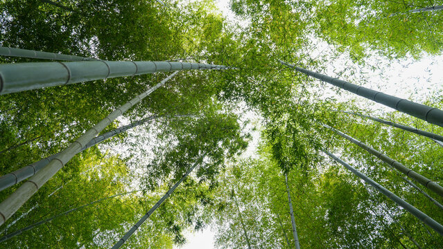 Looking up through a lush bamboo forest canopy