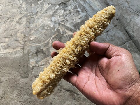 Hand holding an empty eaten corn cob against a concrete background.closeup view.