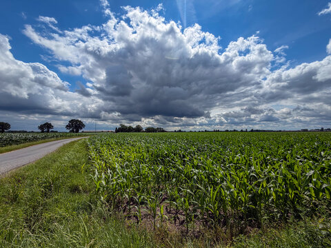 Dramatic Summer Sky Over Lush Cornfield in Rijkevorsel, Belgi&euml; &mdash; Agricultural Rural Landscape
