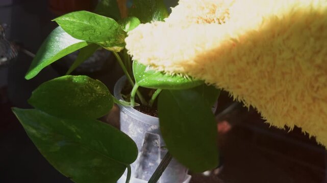Cleaning golden pothos leaves during home plant care routine.

Gentle cleaning of golden pothos leaves using a soft microfiber glove to remove dust and keep indoor plants healthy