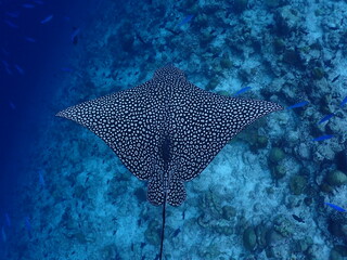 Spotted Eagle Ray Swimming Above Coral Reef in Clear Tropical Blue Water © Andrea