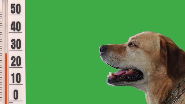 Labrador dog looks at a thermometer, which shows a temperature of 47 degrees Celsius, against a green screen