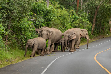 THAILAND NAKHON NAYOK KHAO YAI NATIONALPARK ROAD ELEPHANT © flu4022