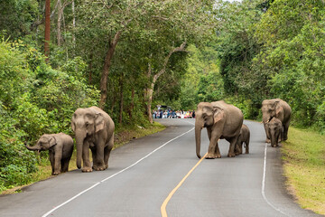 THAILAND NAKHON NAYOK KHAO YAI NATIONALPARK ROAD ELEPHANT © flu4022