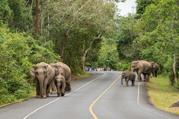 THAILAND NAKHON NAYOK KHAO YAI NATIONALPARK ROAD ELEPHANT © flu4022
