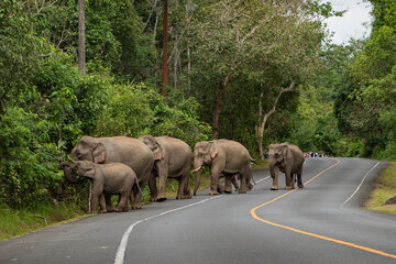 THAILAND NAKHON NAYOK KHAO YAI NATIONALPARK ROAD ELEPHANT © flu4022