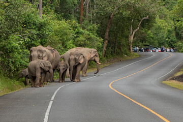 THAILAND NAKHON NAYOK KHAO YAI NATIONALPARK ROAD ELEPHANT © flu4022
