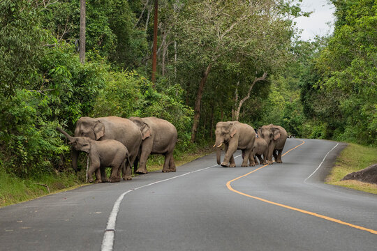 THAILAND NAKHON NAYOK KHAO YAI NATIONALPARK ROAD ELEPHANT