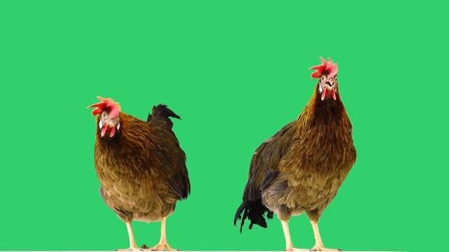 Two brown hens vocalizing with original natural sound on green screen.