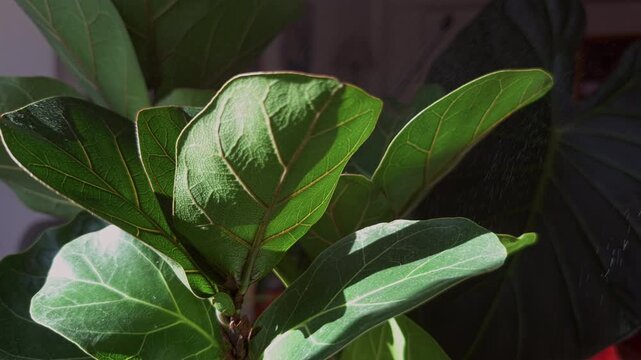 Spraying fiddle leaf fig leaves during indoor plant care.

Close-up of misting fiddle leaf fig foliage with water to maintain healthy indoor plants. Relaxing home gardening routine