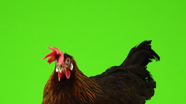 Brown hen side view looking left on chroma key green screen.