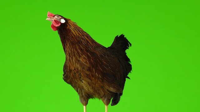 Brown hen medium shot looking left on chroma key green screen.