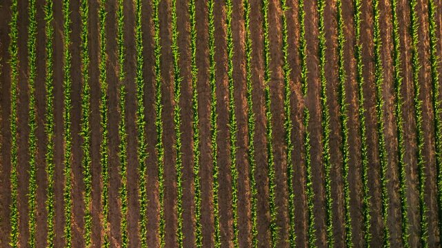Cinematic top-down drone flight directly above neat parallel rows of green grapevines in a vineyard, creating a striking graphic pattern, geometric texture, and abstract symmetry for winemaking