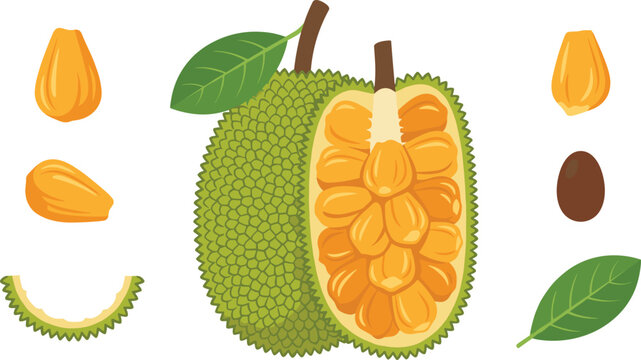 Fresh Exotic Jackfruit Vector Illustration Set Featuring Whole, Halved Cut, Sweet Yellow Pods, Seeds, and Green Leaves for Healthy Tropical Food Designs