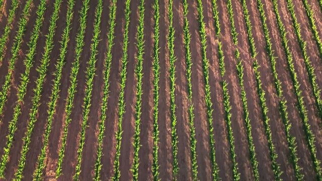 Cinematic top-down drone flight over lush green vineyard rows on rich brown soil, capturing a mesmerising repeating geometric pattern and graphic texture of agricultural grapevine rows during sun